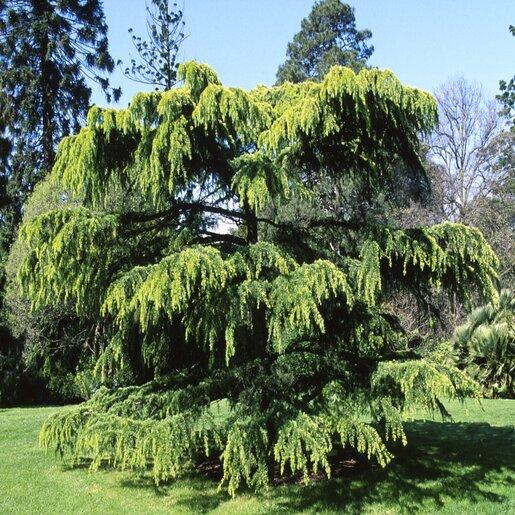 Cedrus Deodara 'aurea' - View 29 from www redcrocus com