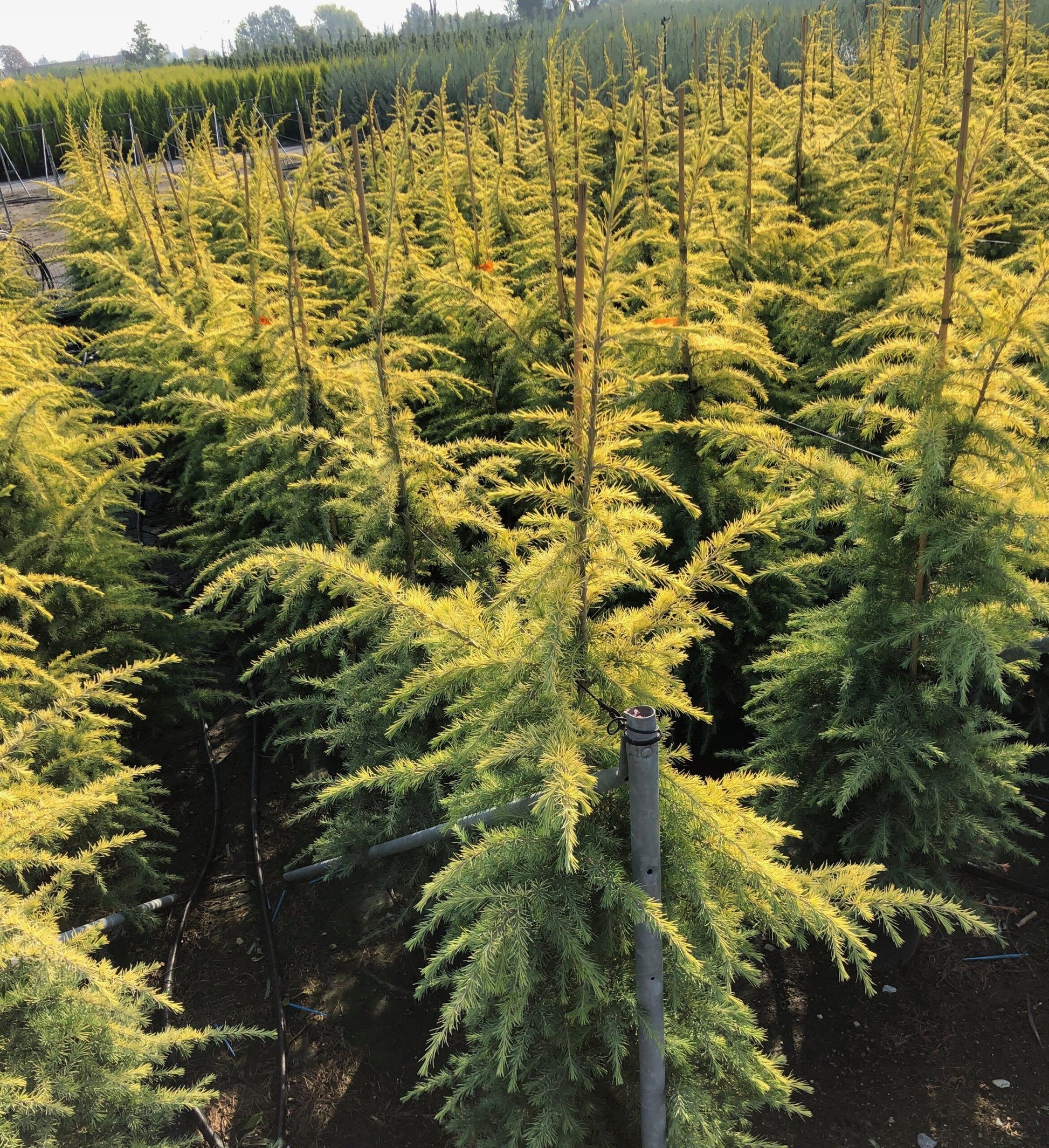 Cedrus Deodara 'aurea' - View 30 from www redcrocus com