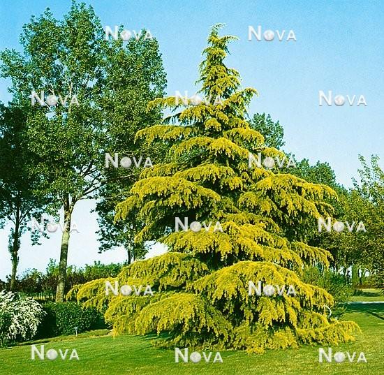 Cedrus Deodara 'aurea' - View 31 from www redcrocus com