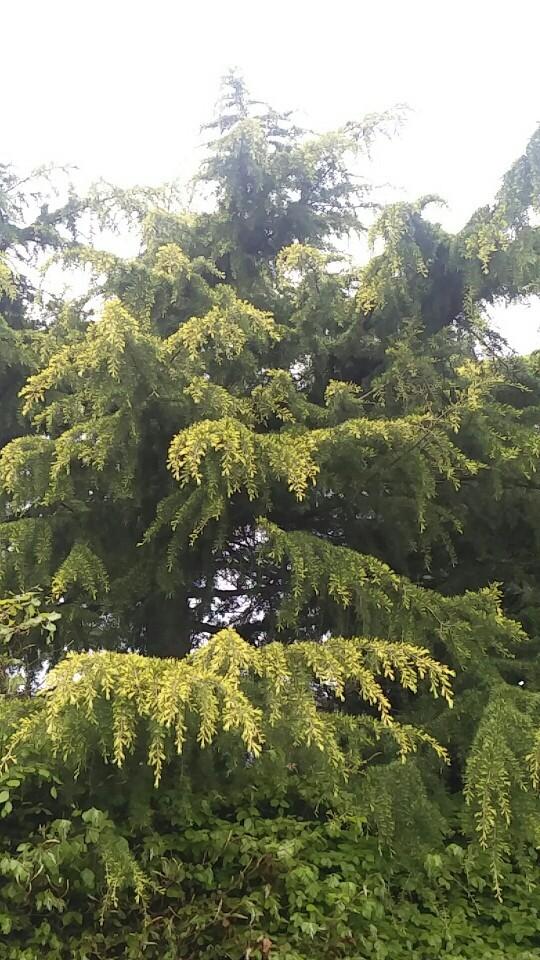 Cedrus Deodara 'aurea' - View 32 from www redcrocus com