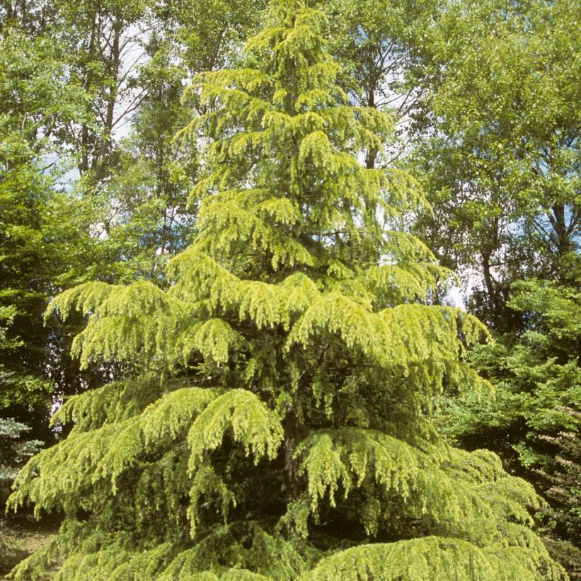 Cedrus Deodara 'aurea' - View 3 from www redcrocus com