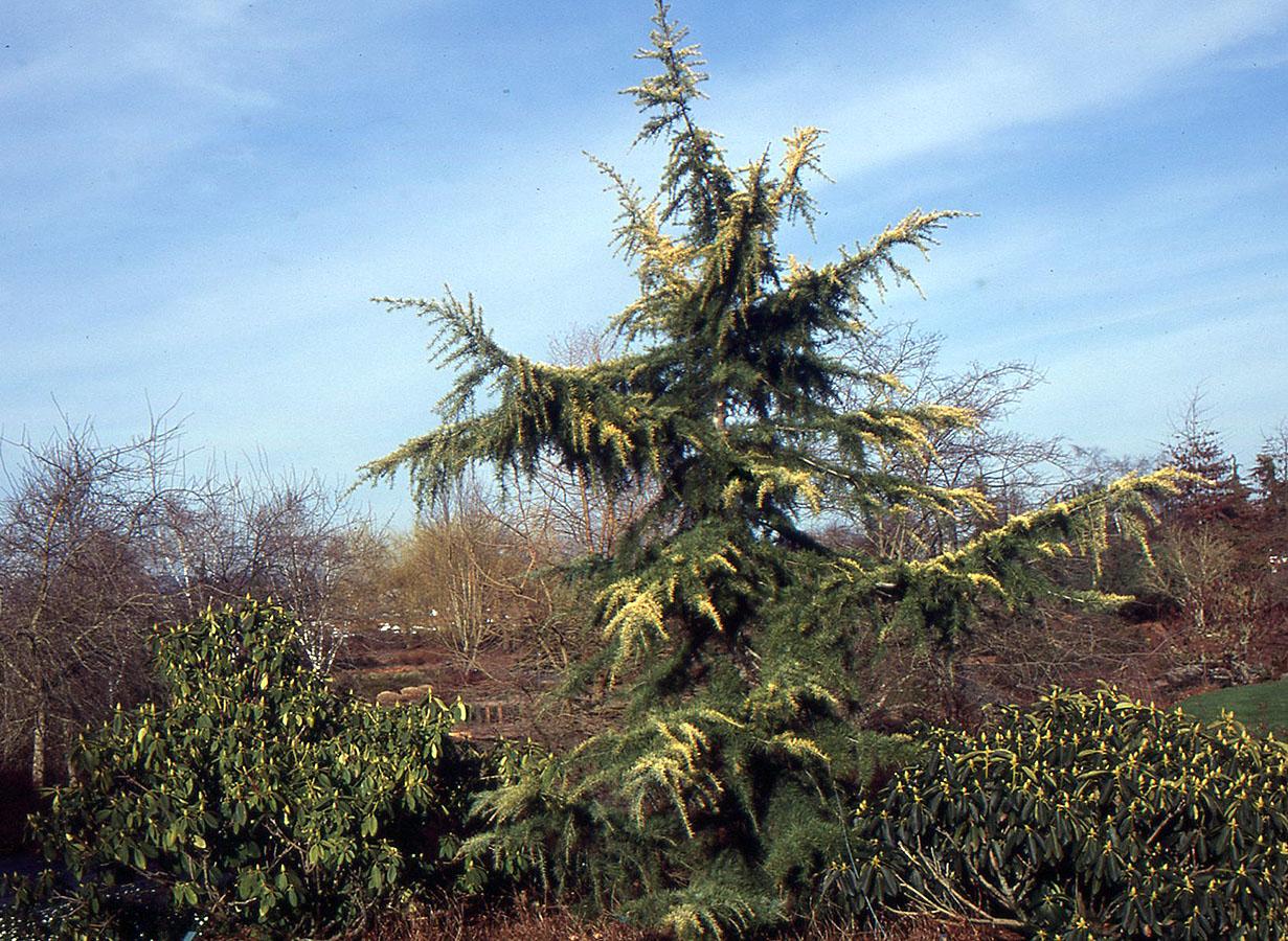 Cedrus Deodara 'aurea' - View 4 from www redcrocus com