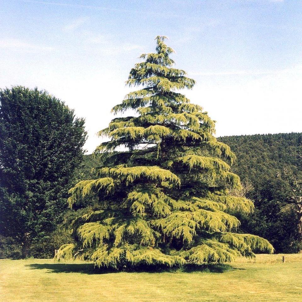 Cedrus Deodara 'aurea' - View 5 from www redcrocus com