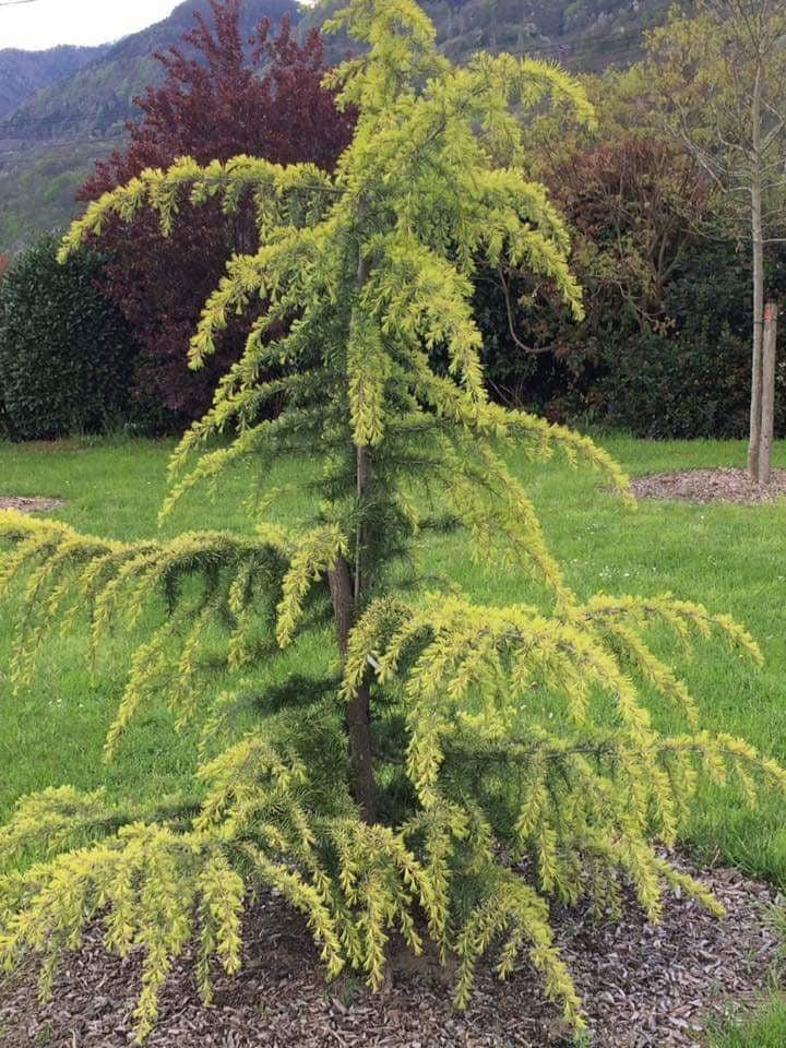 Cedrus Deodara 'aurea' - View 6 from www redcrocus com