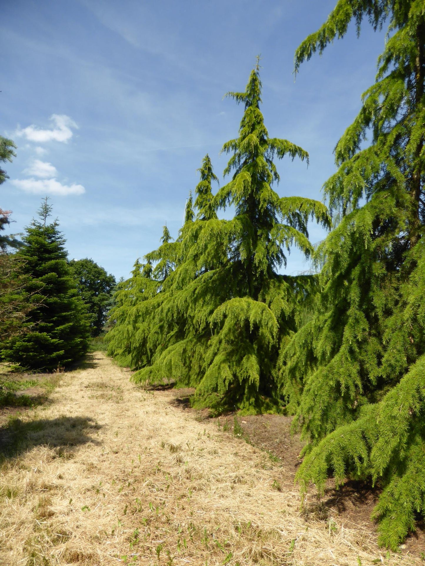 Cedrus Deodara 'aurea' - View 7 from www redcrocus com