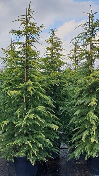 Cedrus Deodara 'aurea' - View 8 from www redcrocus com