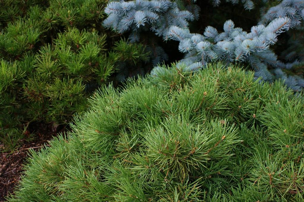 Pinus Sylvestris Hillside Creeper - View 12 from www redcrocus com