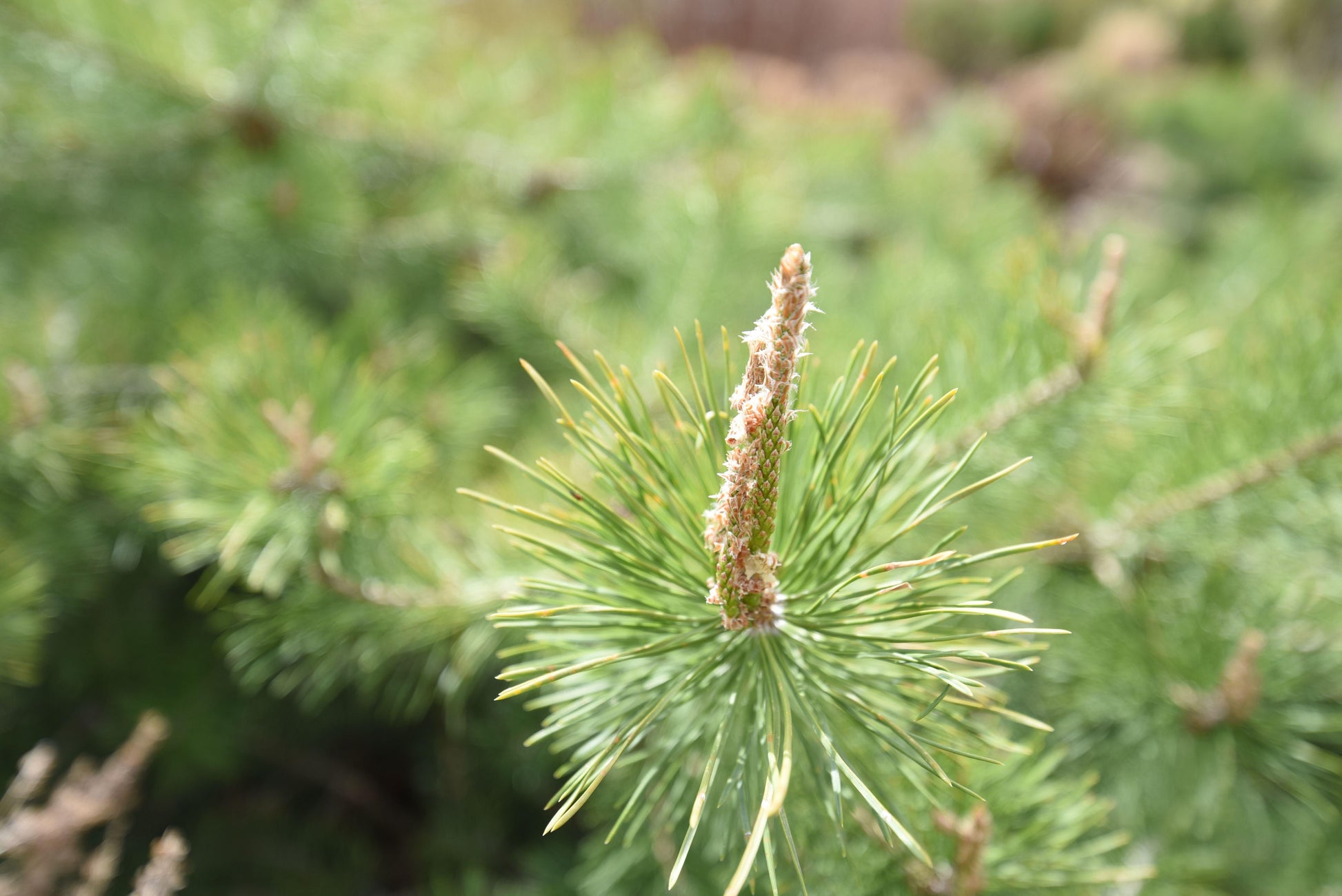 Pinus Sylvestris Hillside Creeper - View 17 from www redcrocus com