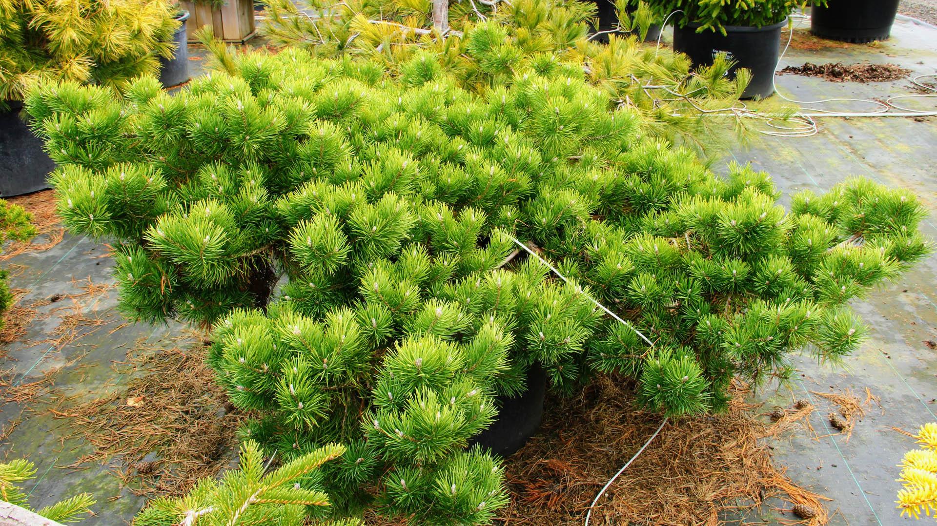 Pinus Sylvestris Hillside Creeper - View 1 from www redcrocus com