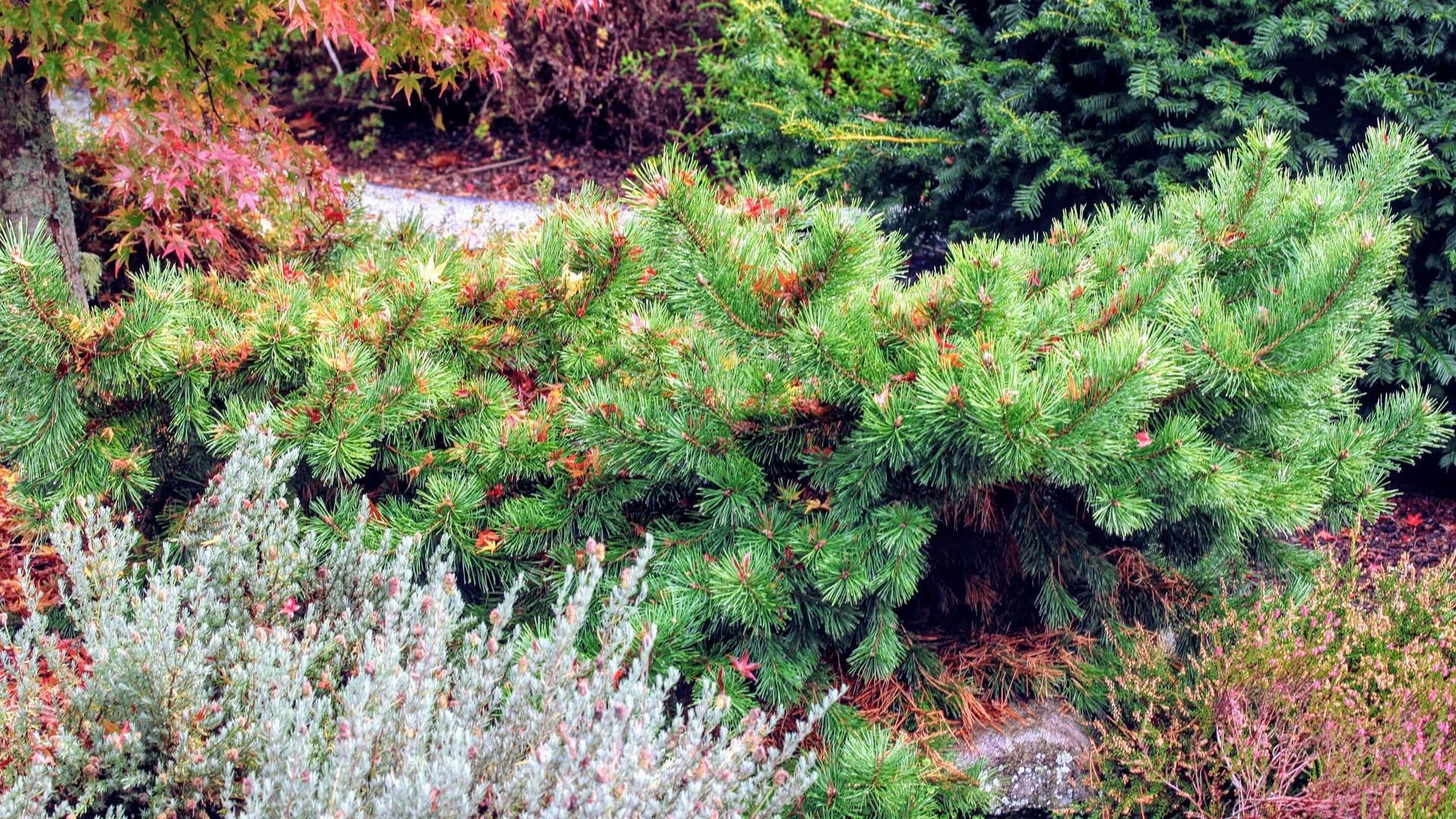 Pinus Sylvestris Hillside Creeper - View 2 from www redcrocus com