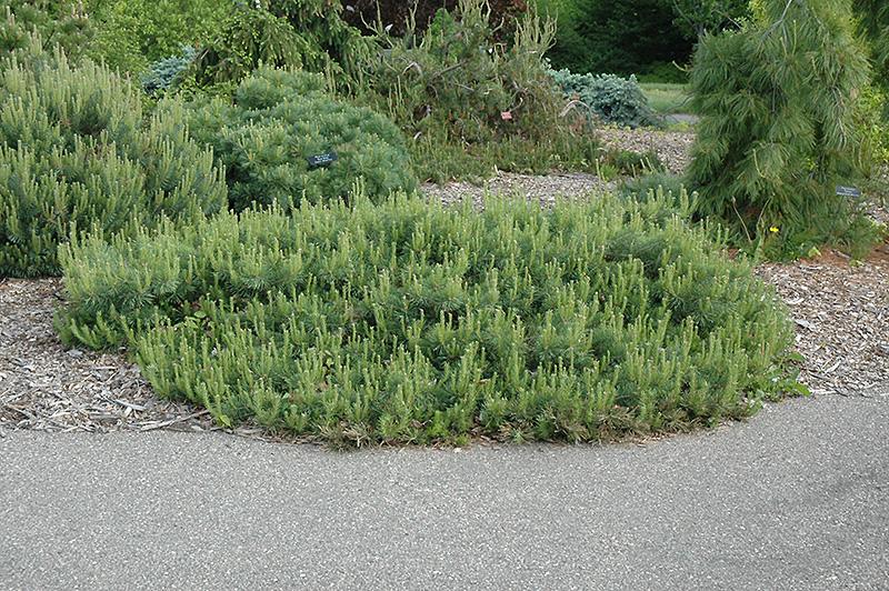 Pinus Sylvestris Hillside Creeper - View 4 from www redcrocus com
