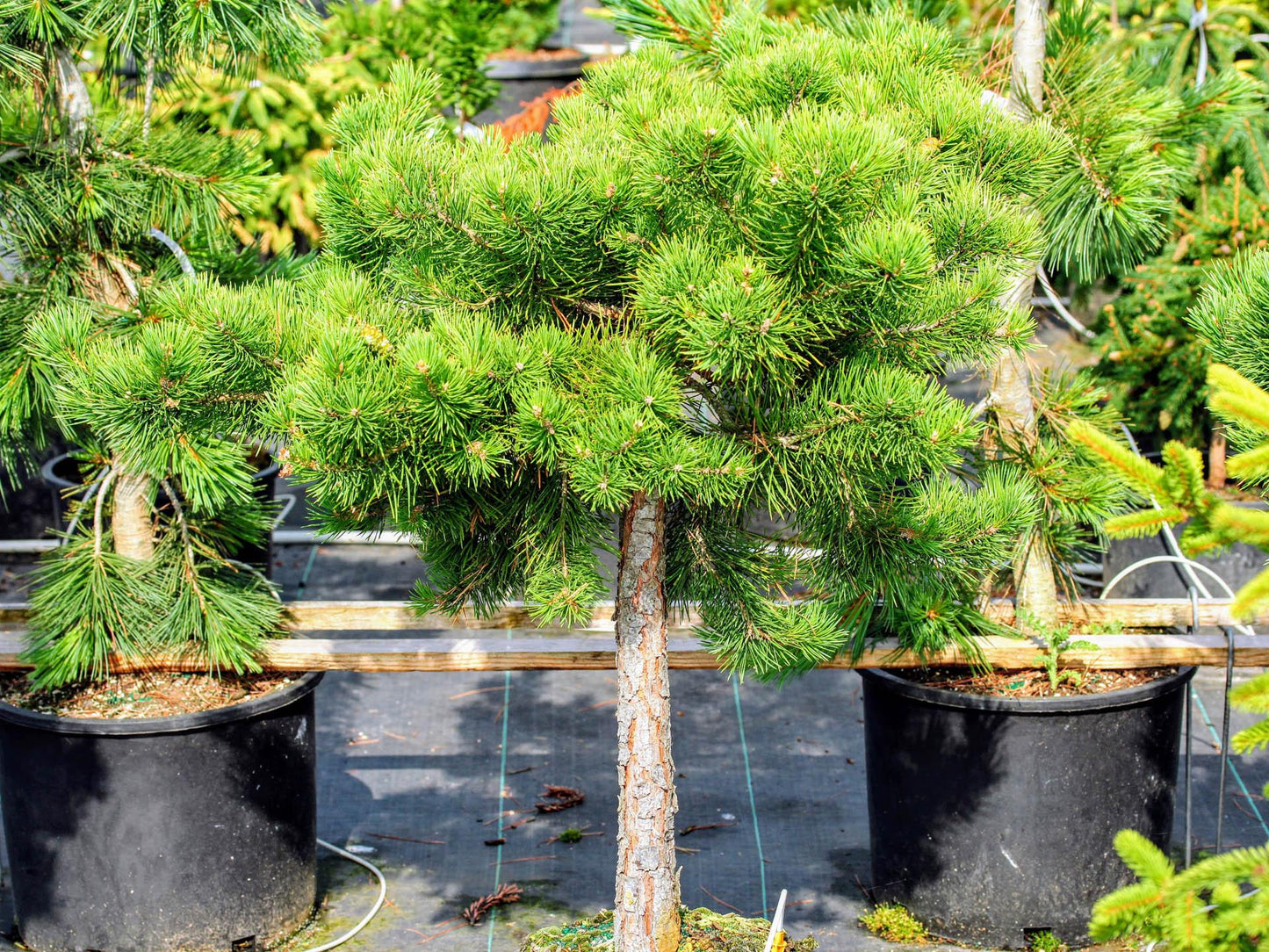 Pinus Sylvestris Hillside Creeper - View 5 from www redcrocus com