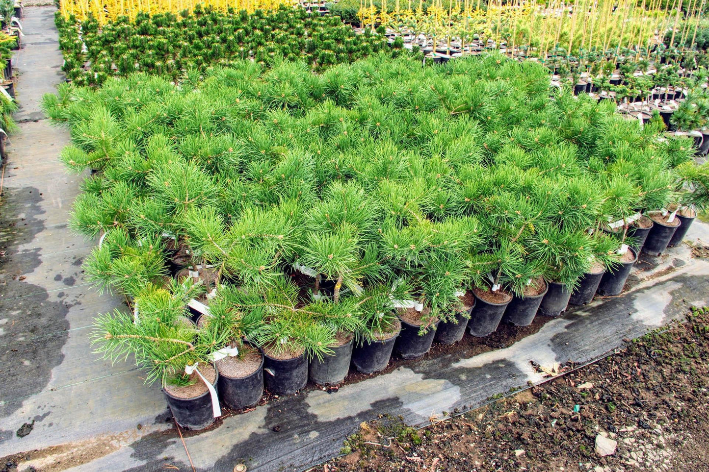 Pinus Sylvestris Hillside Creeper - View 6 from www redcrocus com