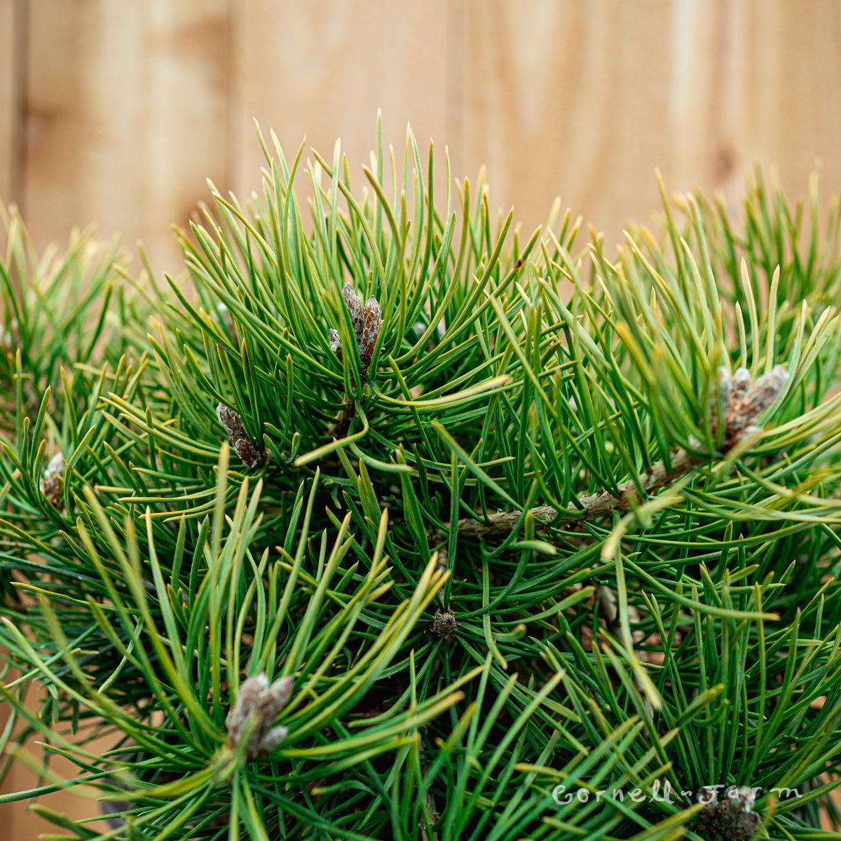 Pinus Sylvestris Hillside Creeper - View 8 from www redcrocus com