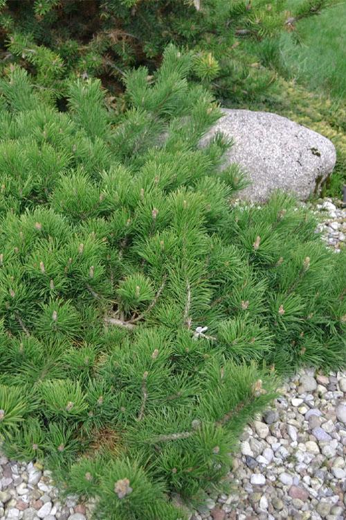 Pinus Sylvestris Hillside Creeper - View 9 from www redcrocus com