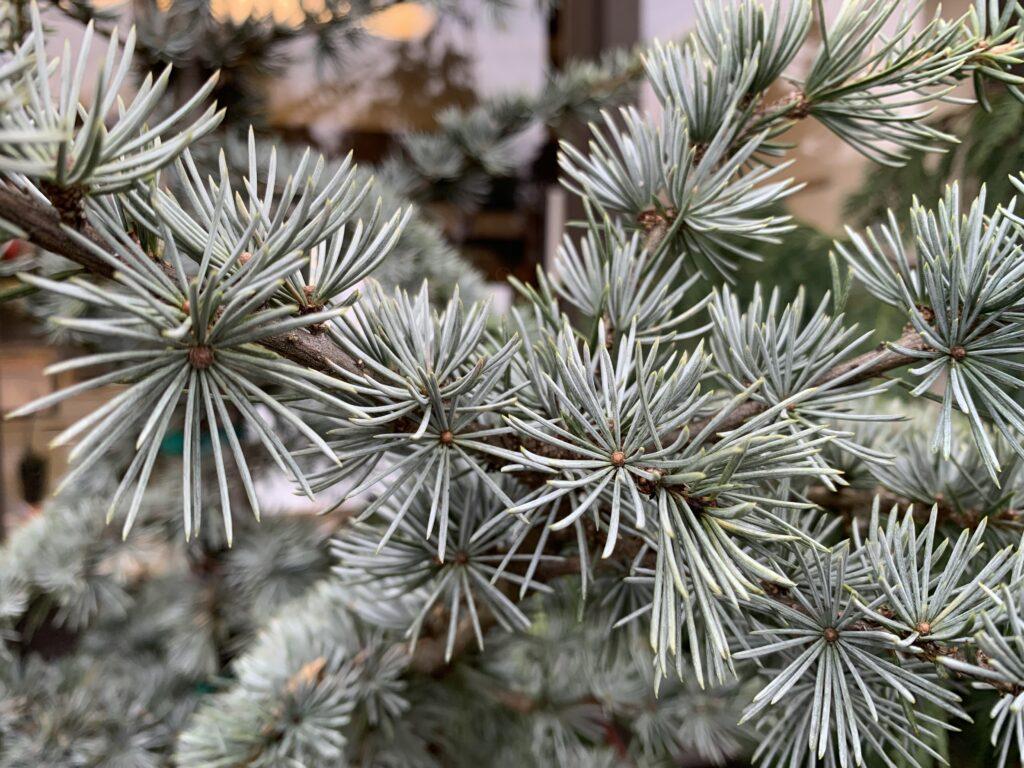 Cedrus Atlantica Fastigiata - View 17 from www redcrocus com