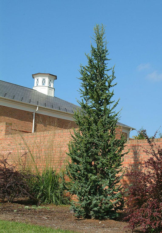 Cedrus Atlantica Fastigiata - View 1 from www redcrocus com