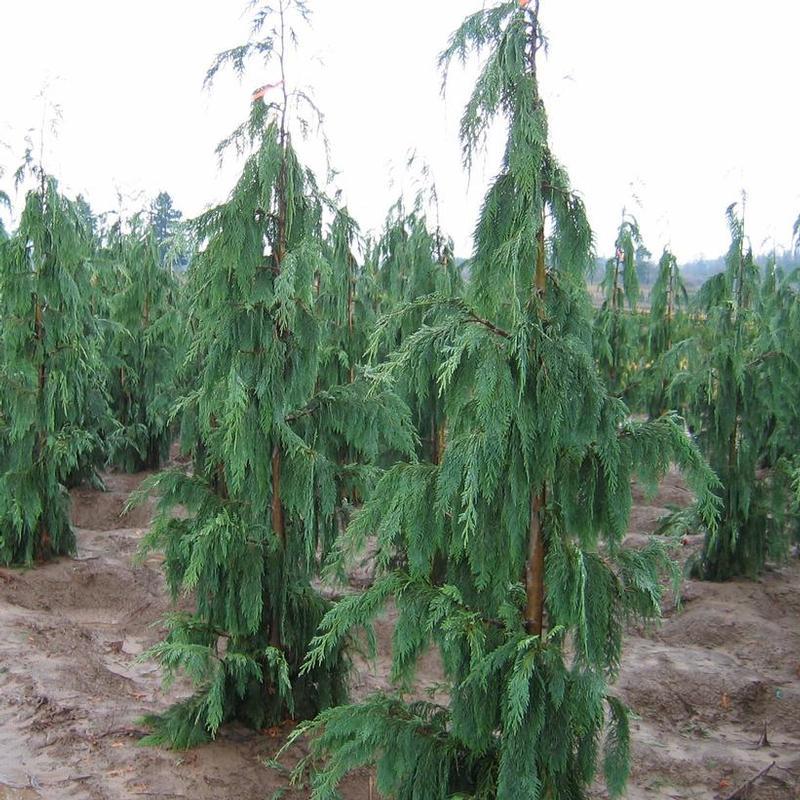 Chamaecyparis Nootkatensis Glauca Pendula - View 12 from www redcrocus com