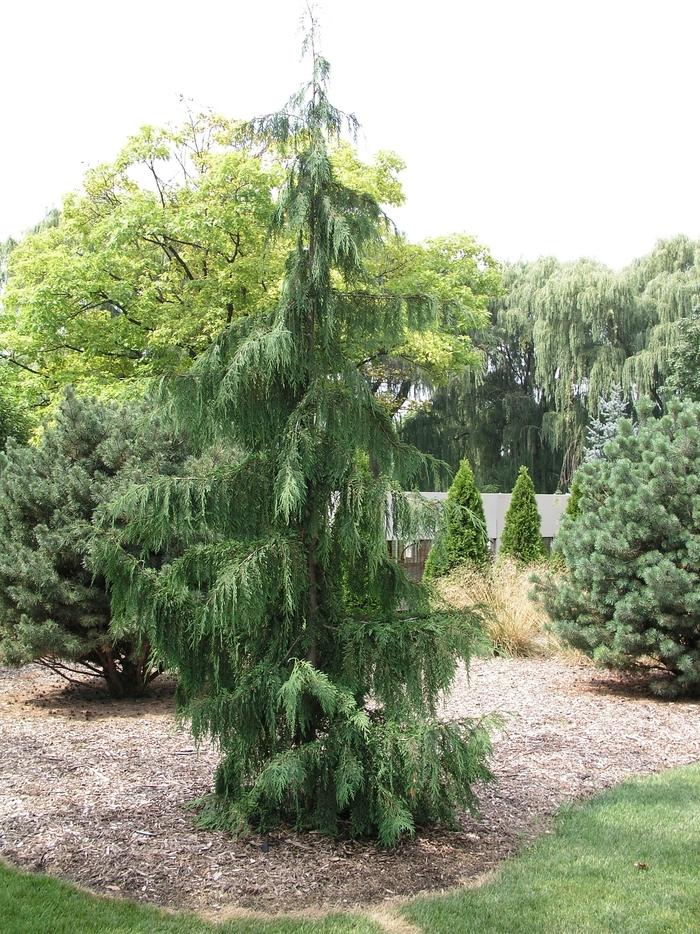 Chamaecyparis Nootkatensis Glauca Pendula - View 3 from www redcrocus com