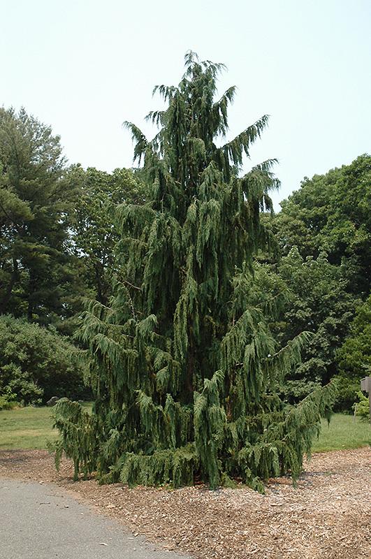 Chamaecyparis Nootkatensis Glauca Pendula - View 6 from www redcrocus com