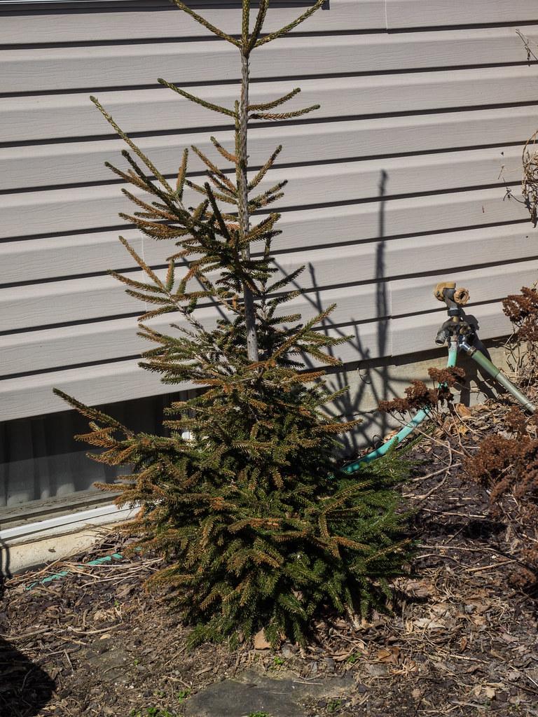 Picea Orientalis Nigra Compacta - View 15 from www redcrocus com