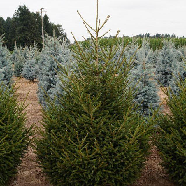 Picea Orientalis Nigra Compacta - View 1 from www redcrocus com