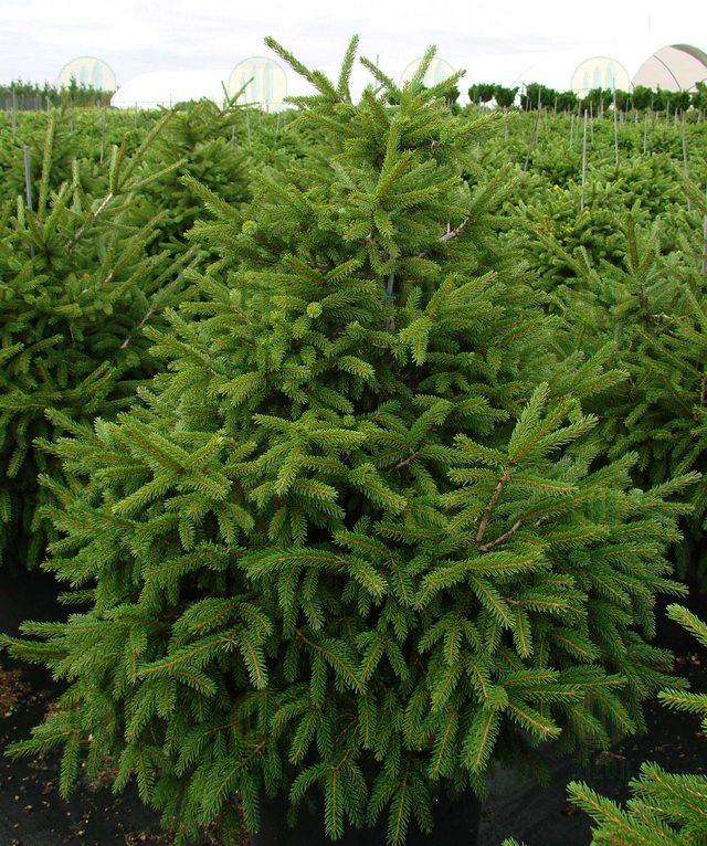 Picea Orientalis Nigra Compacta - View 4 from www redcrocus com