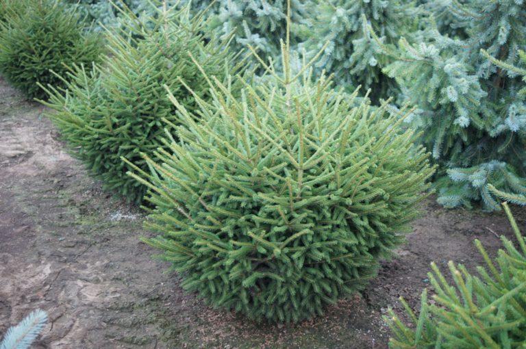 Picea Orientalis Nigra Compacta - View 6 from www redcrocus com