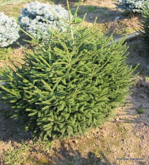 Picea Orientalis Nigra Compacta - View 7 from www redcrocus com