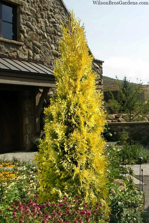 Thuja Occidentalis 'yellow Ribbon' - View 18 from www redcrocus com