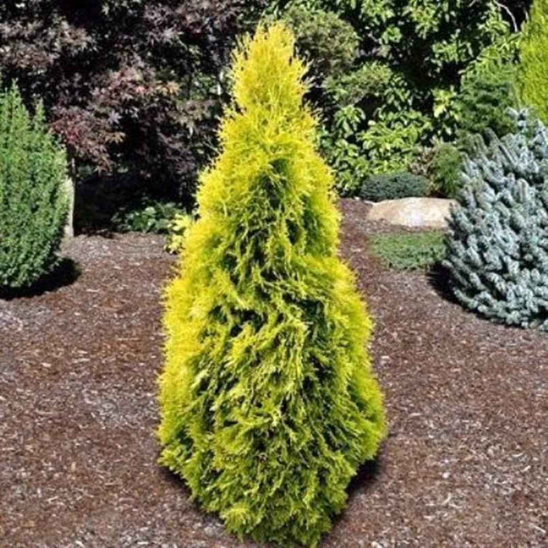 Thuja Occidentalis 'yellow Ribbon' - View 19 from www redcrocus com