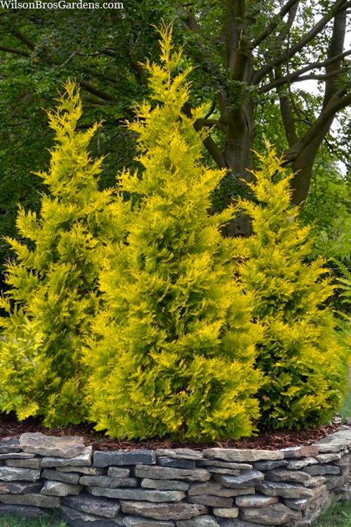 Thuja Occidentalis 'yellow Ribbon' - View 1 from www redcrocus com