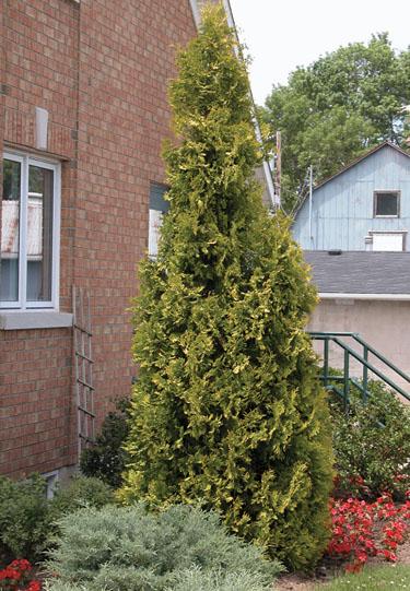 Thuja Occidentalis 'yellow Ribbon' - View 23 from www redcrocus com