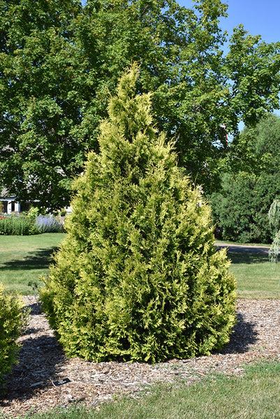 Thuja Occidentalis 'yellow Ribbon' - View 25 from www redcrocus com