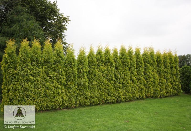 Thuja Occidentalis 'yellow Ribbon' - View 28 from www redcrocus com