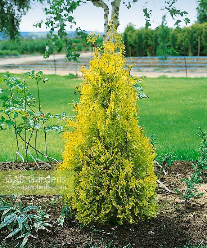 Thuja Occidentalis 'yellow Ribbon' - View 30 from www redcrocus com