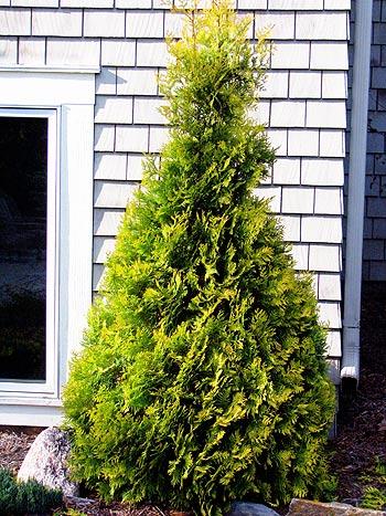 Thuja Occidentalis 'yellow Ribbon' - View 34 from www redcrocus com