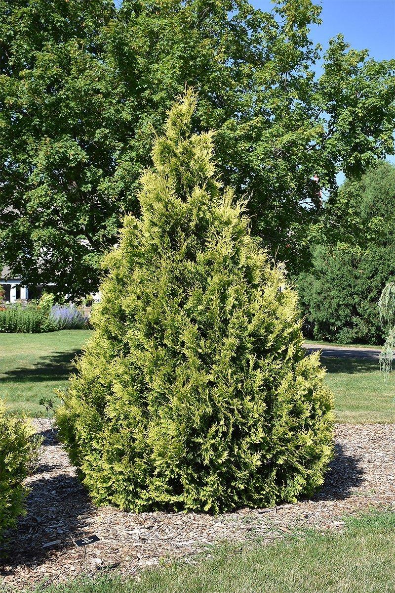 Thuja Occidentalis 'yellow Ribbon' - View 35 from www redcrocus com