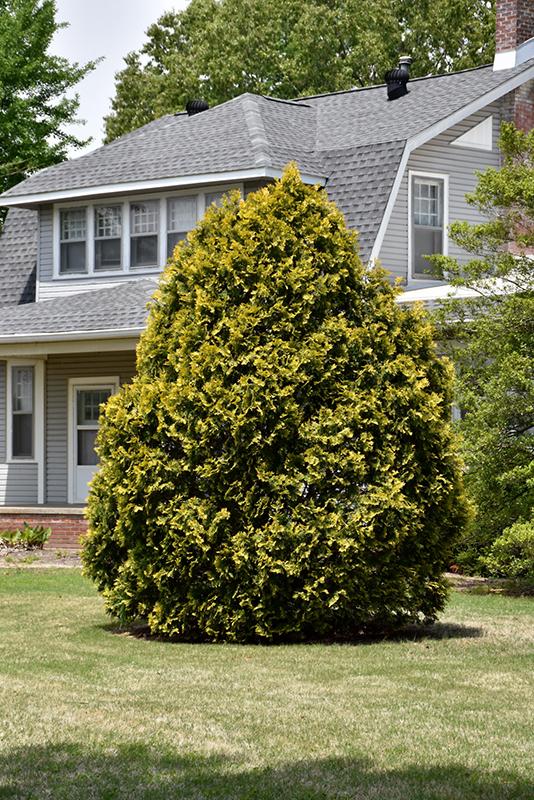 Thuja Occidentalis 'yellow Ribbon' - View 37 from www redcrocus com