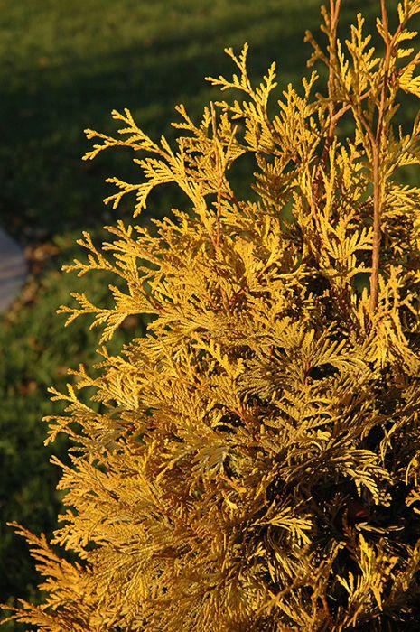 Thuja Occidentalis 'yellow Ribbon' - View 38 from www redcrocus com