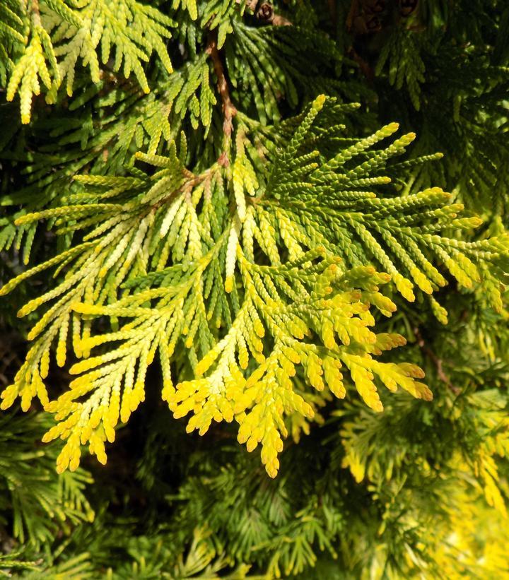 Thuja Occidentalis 'yellow Ribbon' - View 39 from www redcrocus com