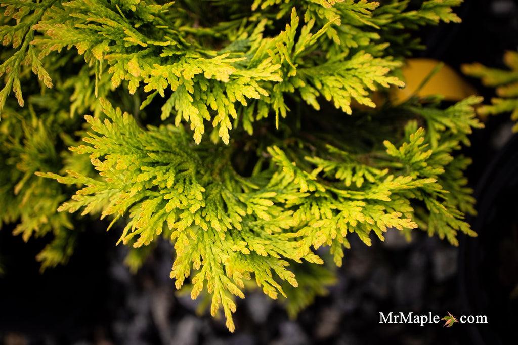 Thuja Occidentalis 'yellow Ribbon' - View 40 from www redcrocus com