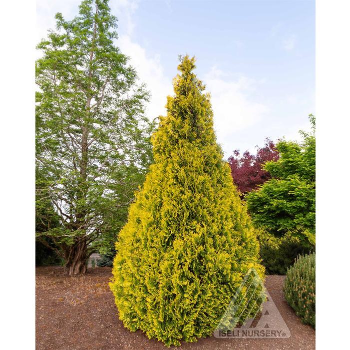 Thuja Occidentalis 'yellow Ribbon' - View 4 from www redcrocus com