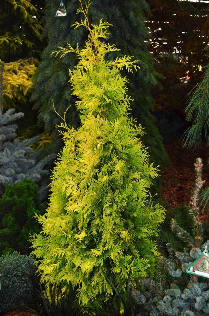 Thuja Occidentalis 'yellow Ribbon' - View 5 from www redcrocus com