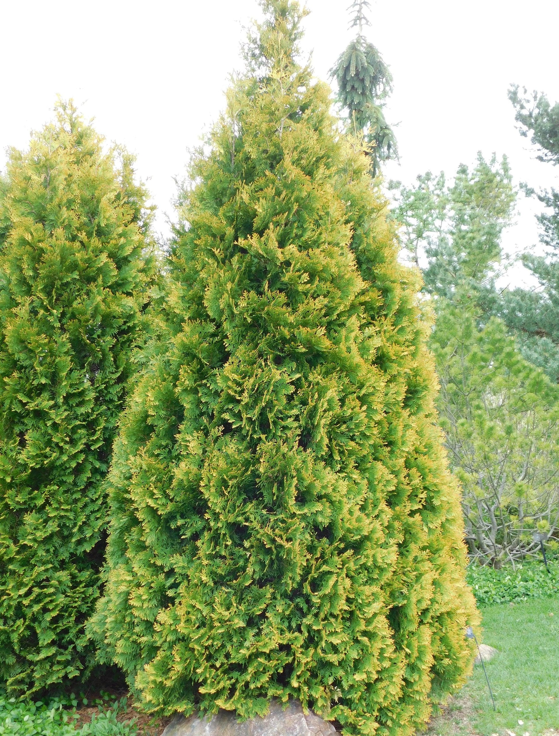 Thuja Occidentalis 'yellow Ribbon' - View 6 from www redcrocus com