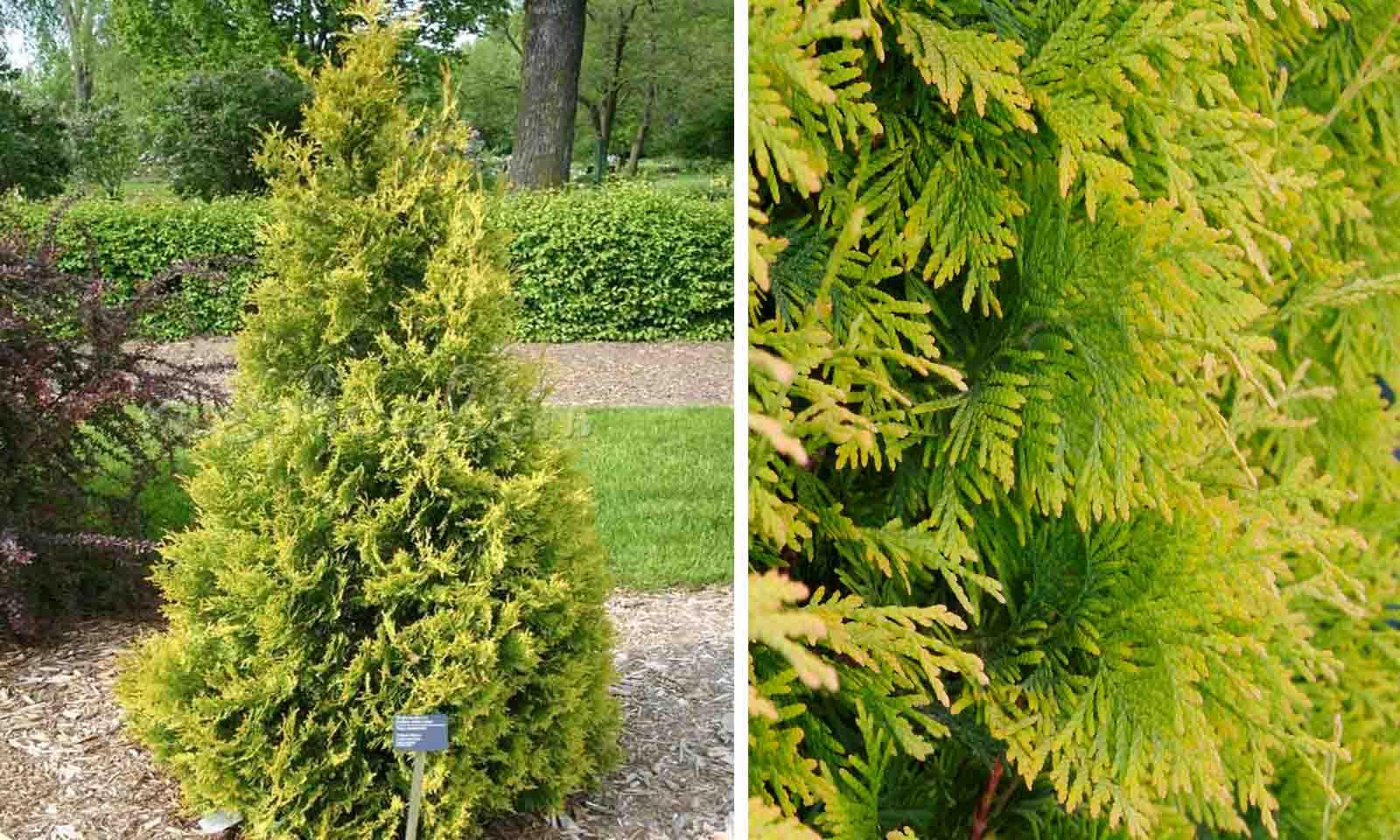 Thuja Occidentalis 'yellow Ribbon' - View 8 from www redcrocus com