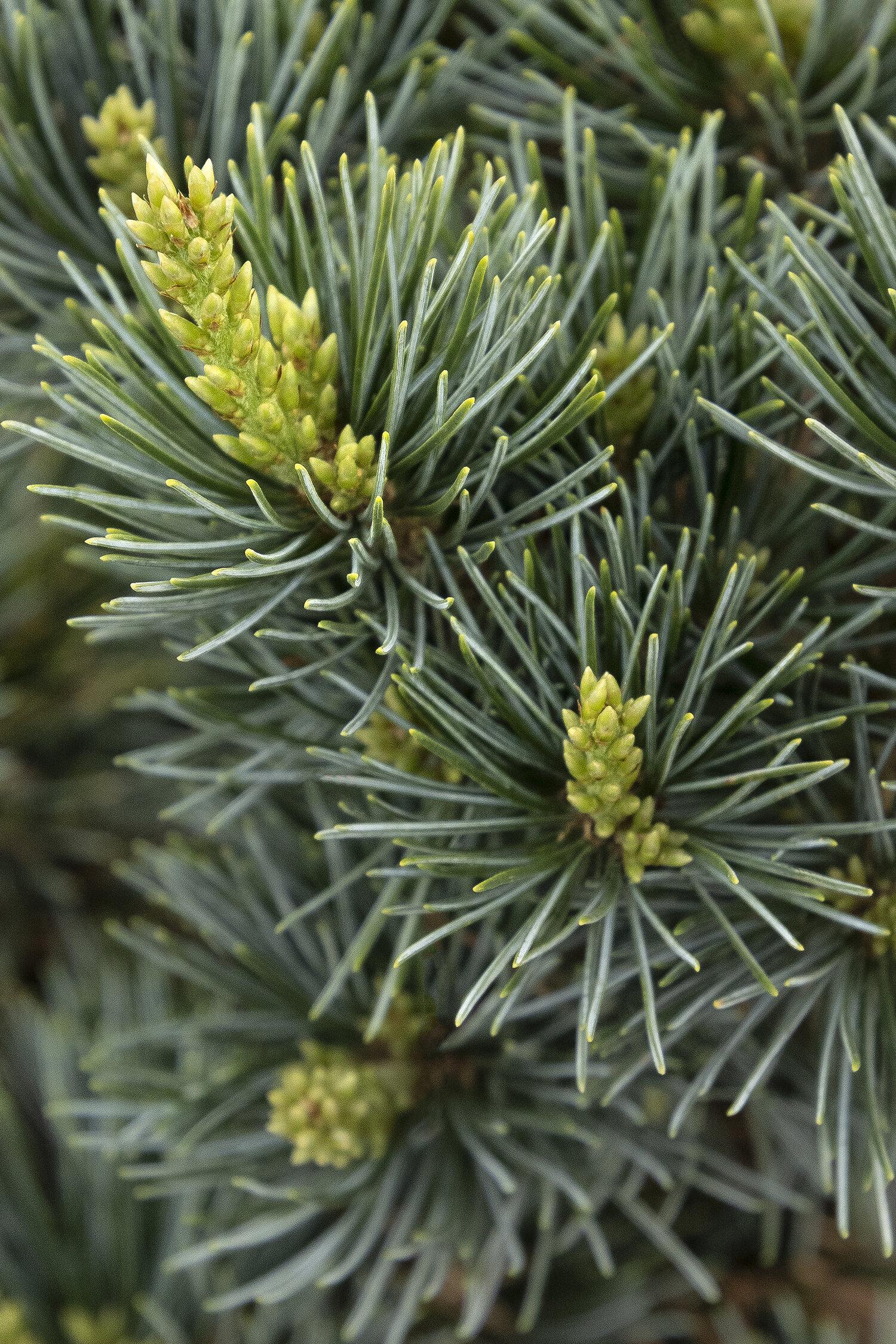 Pinus Parviflora Glauca Nana - View 4 from www redcrocus com