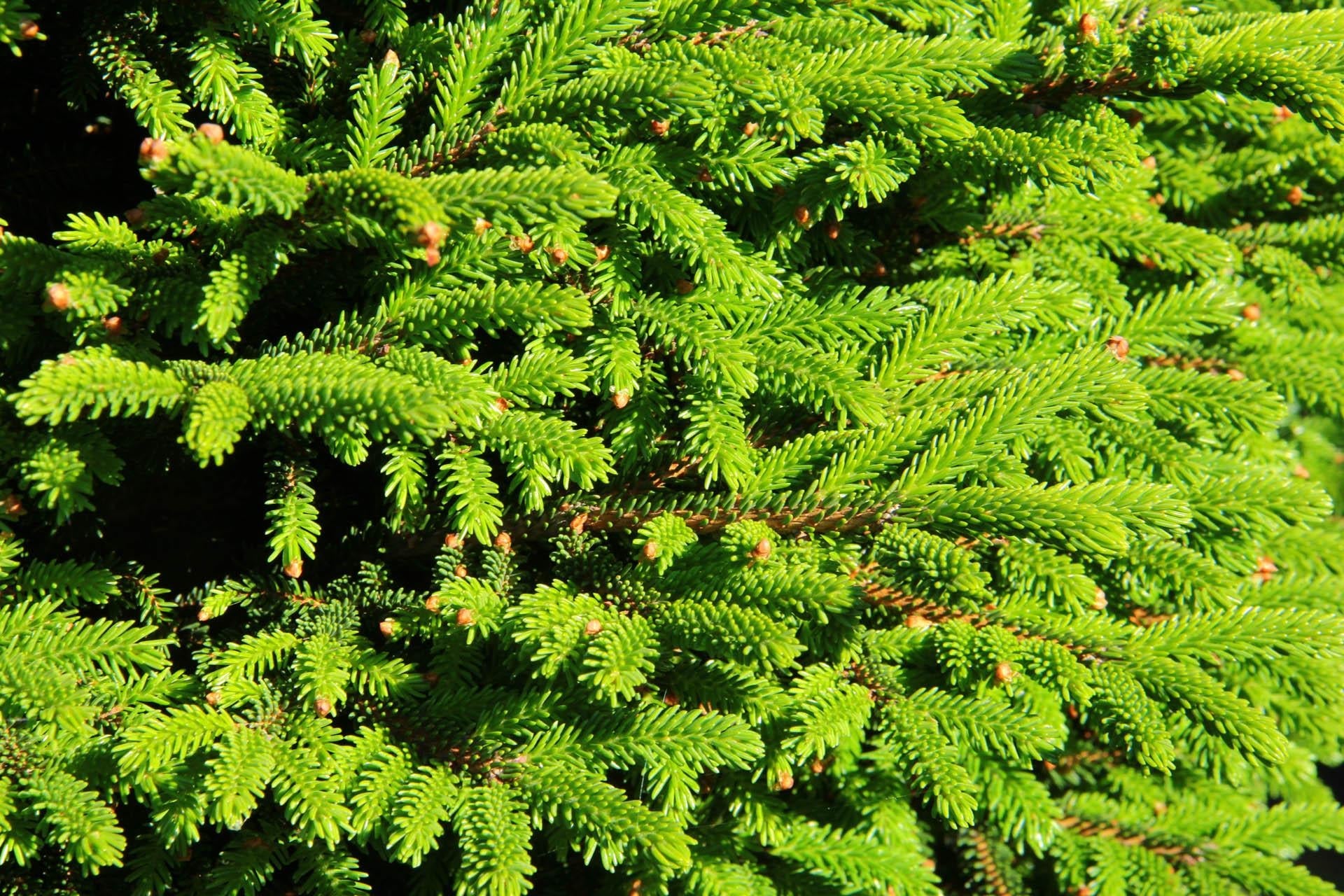 Picea Orientalis - View 11 from www redcrocus com