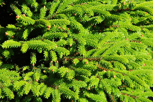 Picea Orientalis - View 11 from www redcrocus com