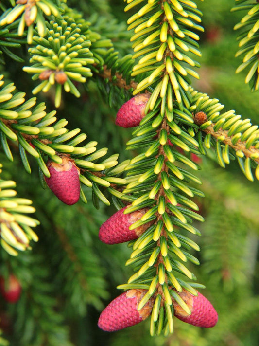 Picea Orientalis - View 1 from www redcrocus com